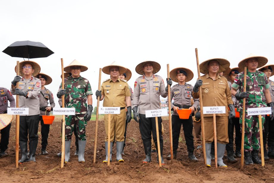 GERAKAN TANAM JAGUNG SERENTAK, DORONG PRODUKTIVITAS PERTANIAN KALBAR